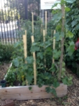 The not-so-cucumber vine, growing up the front